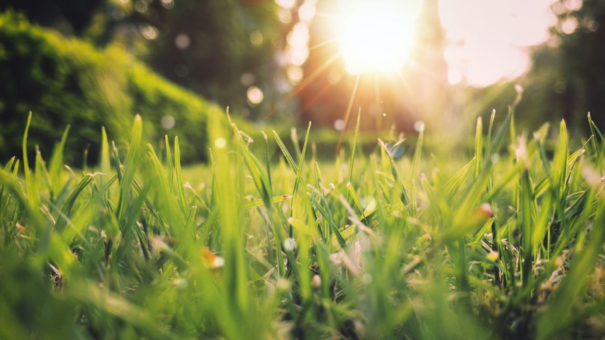sunshine on green grass
